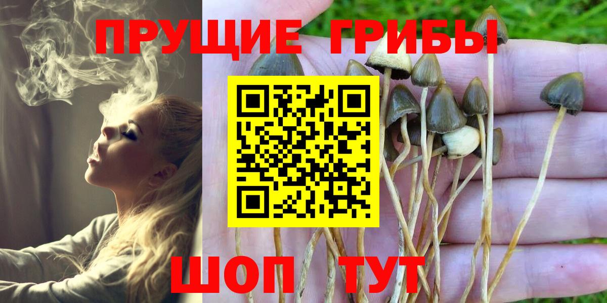 Галлюциногенные грибы Psilocybe Верхняя Салда
